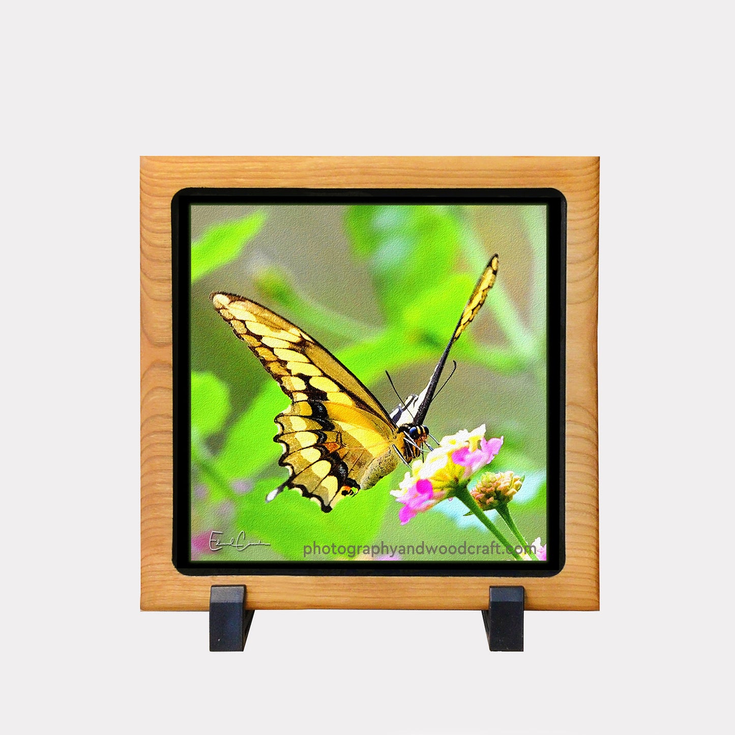 5" x 5" Giant Swallowtail. Canvas Print in Solid Wood Floating Frame