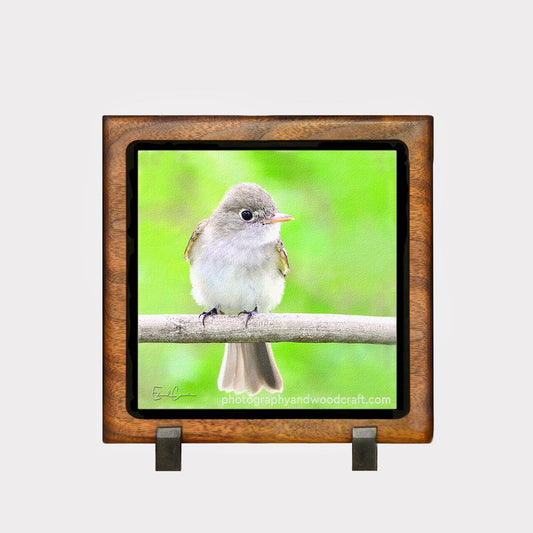5" x 5" Acadian Flycatcher. Canvas Print in Solid Wood Floating Frame
