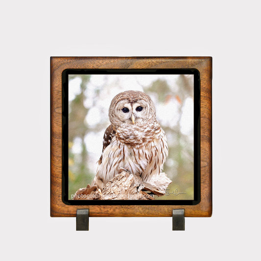 Barred owl 5" x 5" Canvas Print in Solid Wood Floating Frame