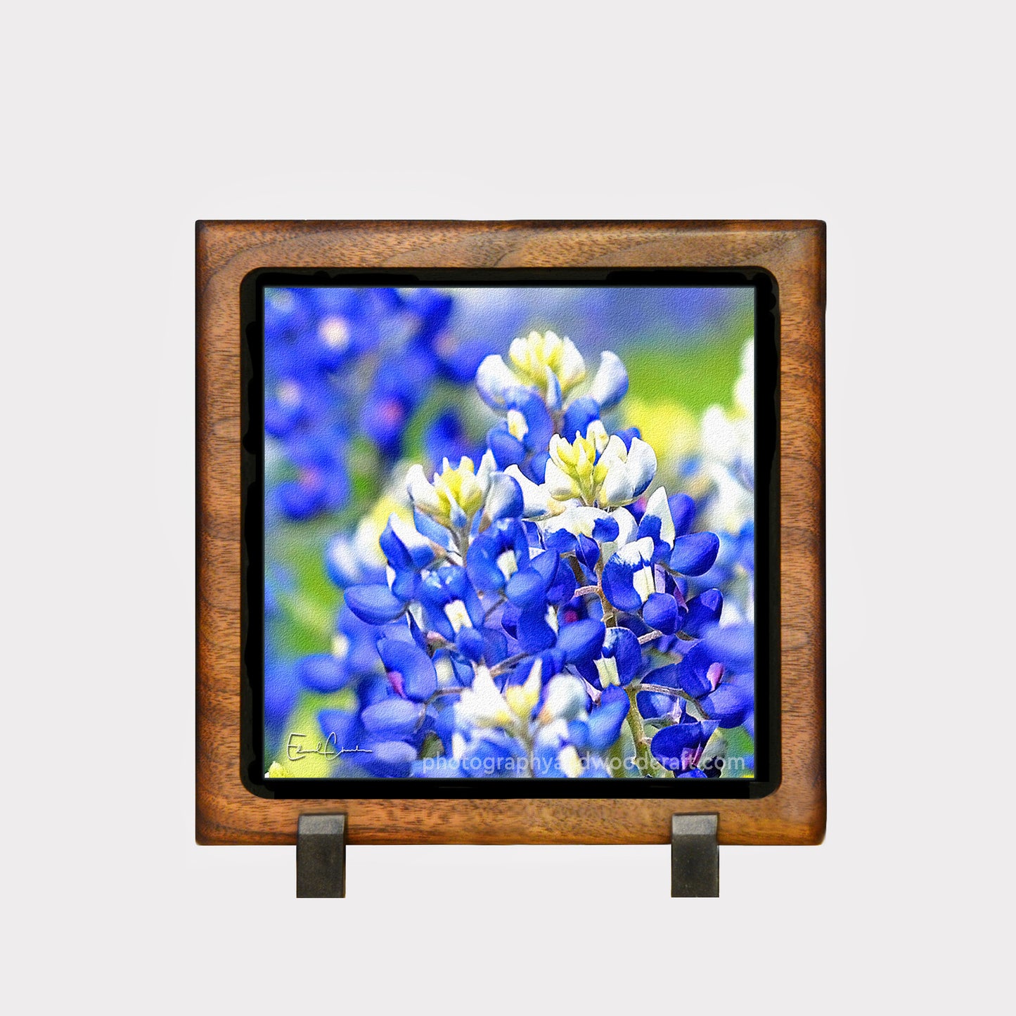 5" x 5" Texas Bluebonnets. Canvas Print in Solid Wood Floating Frame
