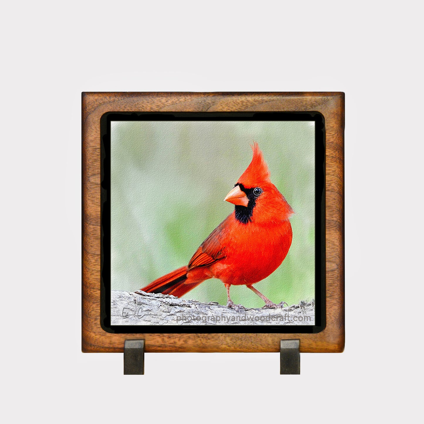 5" x 5" Cardinal. Canvas Print in Solid Wood Floating Frame