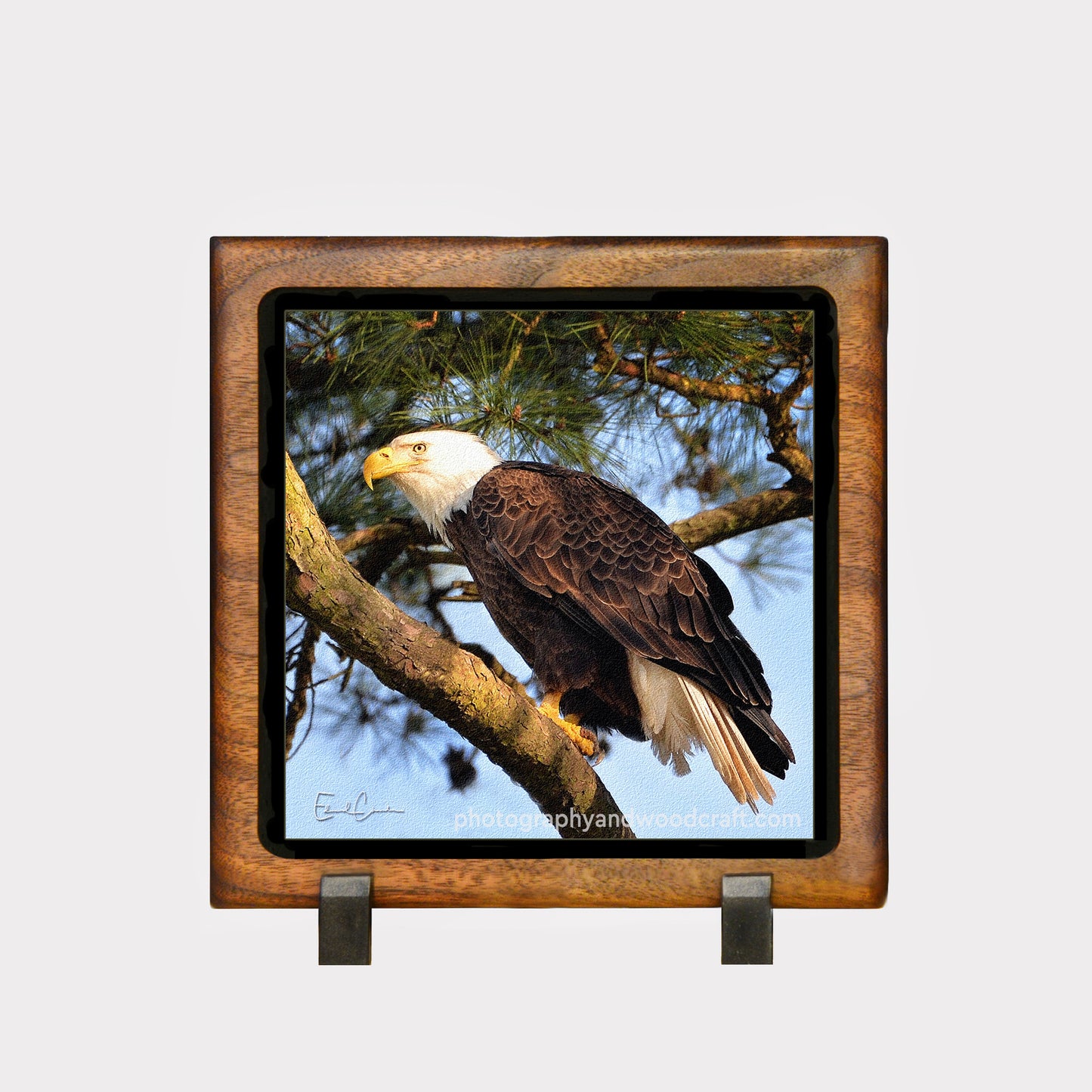 5" x 5" Eagle. Canvas Print in Solid Wood Floating Frame