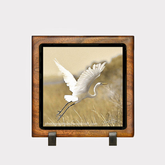 5" x 5" Great White Egret. Canvas Print in Solid Wood Floating Frame
