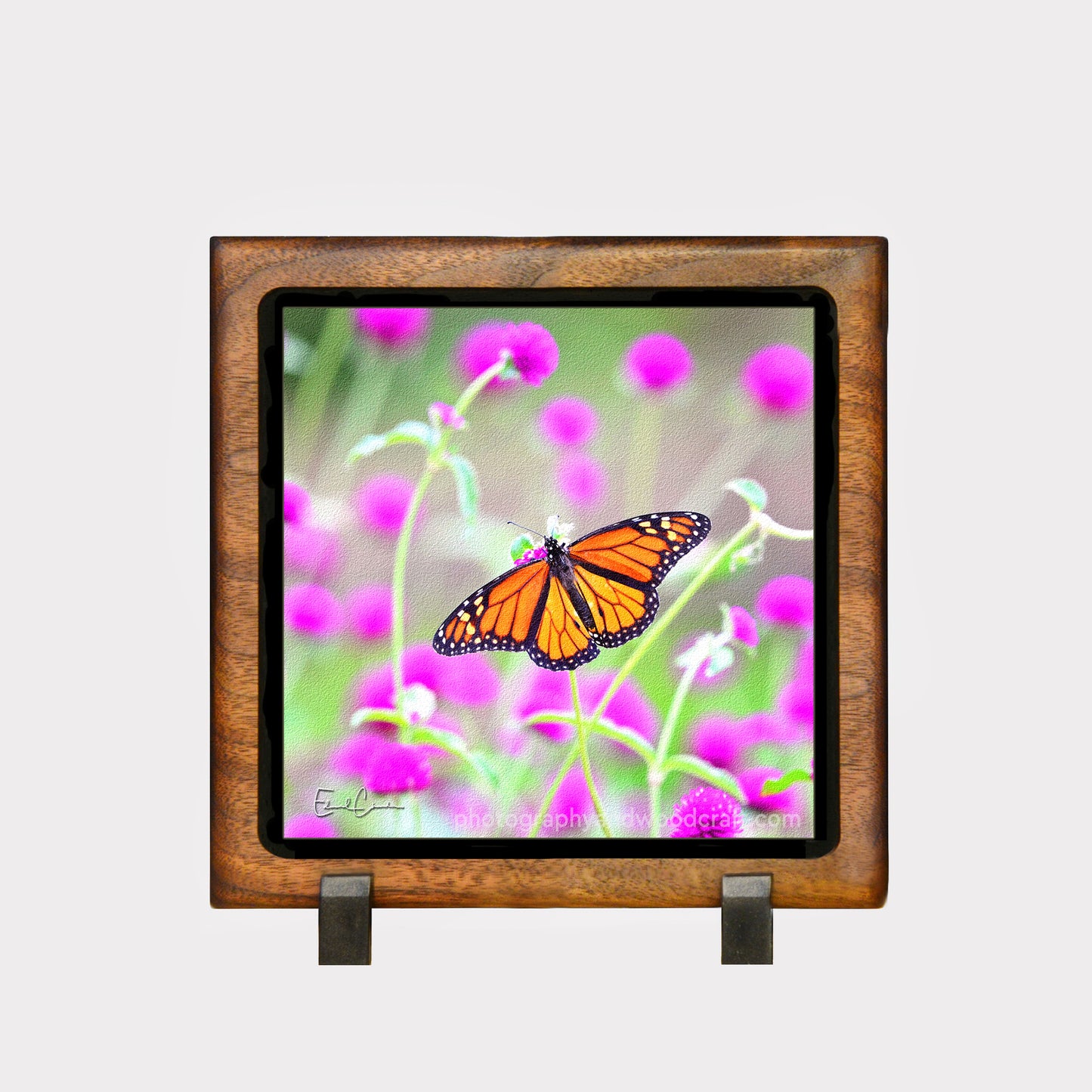 5" x 5" Monarch Butterfly. Canvas Print in Solid Wood Floating Frame