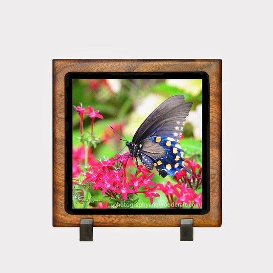 5" x 5" Pipevine Swallowtail. Canvas Print in Solid Wood Floating Frame