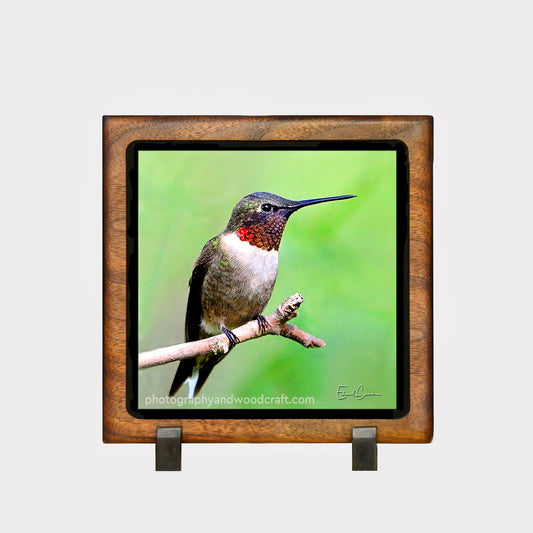 5" x 5" Ruby-Throat Hummingbird. Canvas Print in Solid Wood Floating Frame