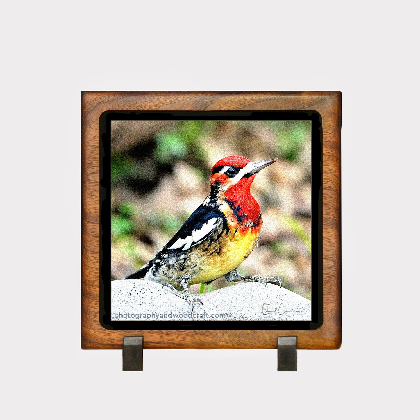 Sapsucker 5" x 5" Canvas Print in Solid Wood Floating Frame