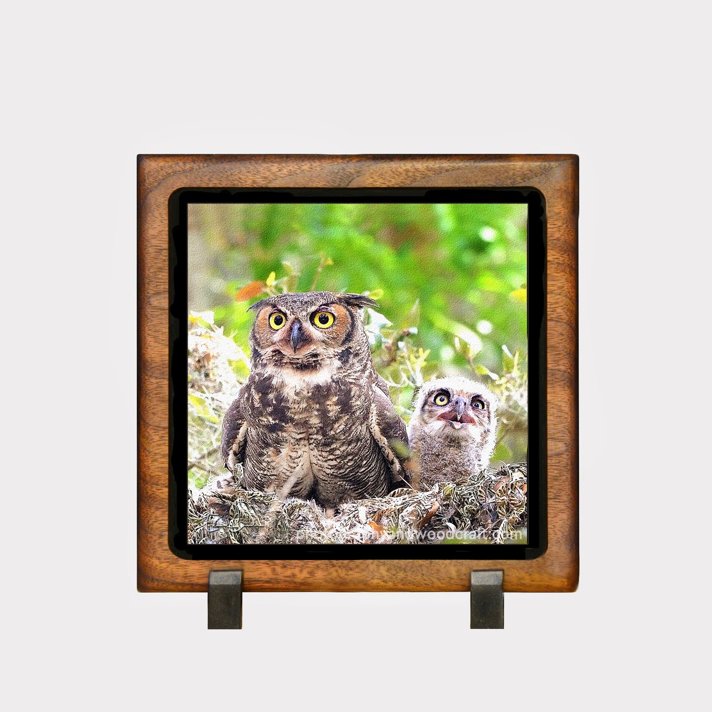 5" x 5" Horned owls. Canvas Print in Solid Wood Floating Frame