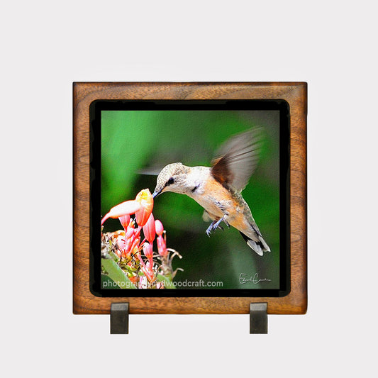 5" x 5" Rufous Hummingbird. Canvas Print in Solid Wood Floating Frame
