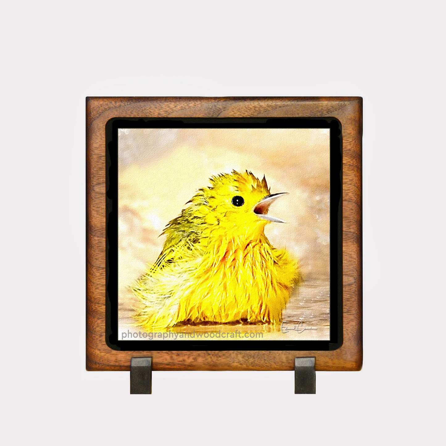 5" x 5" Yellow Warbler. Canvas Print in Solid Wood Floating Frame