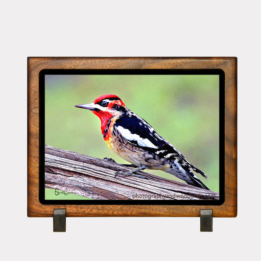 5" x 7" Sapsucker Hybid. Canvas Print in Solid Wood Floating Frame