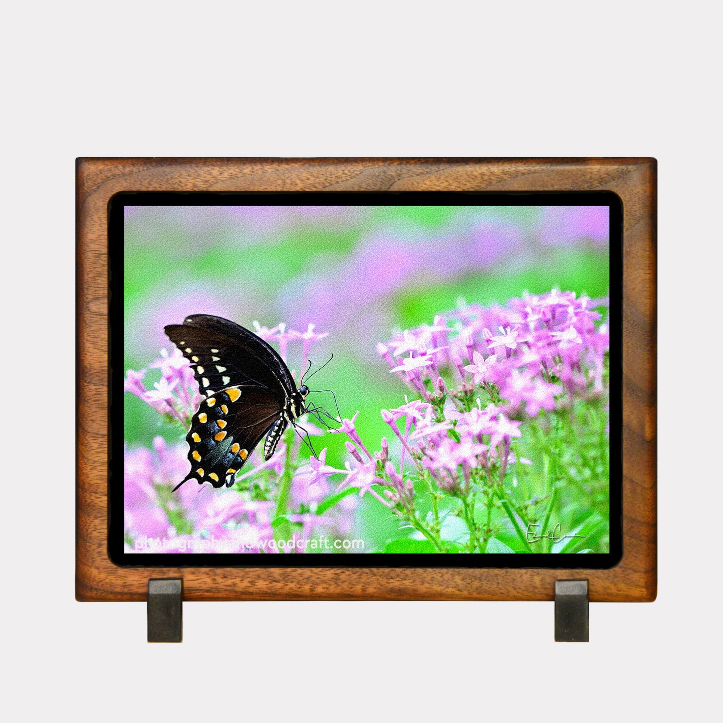 5" x 7" Pipevine Butterfly. Canvas Print in Solid Wood Floating Frame