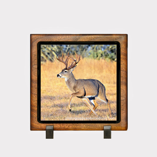 5" x 5" White-tail deer. Canvas Print in Solid Wood Floating Frame