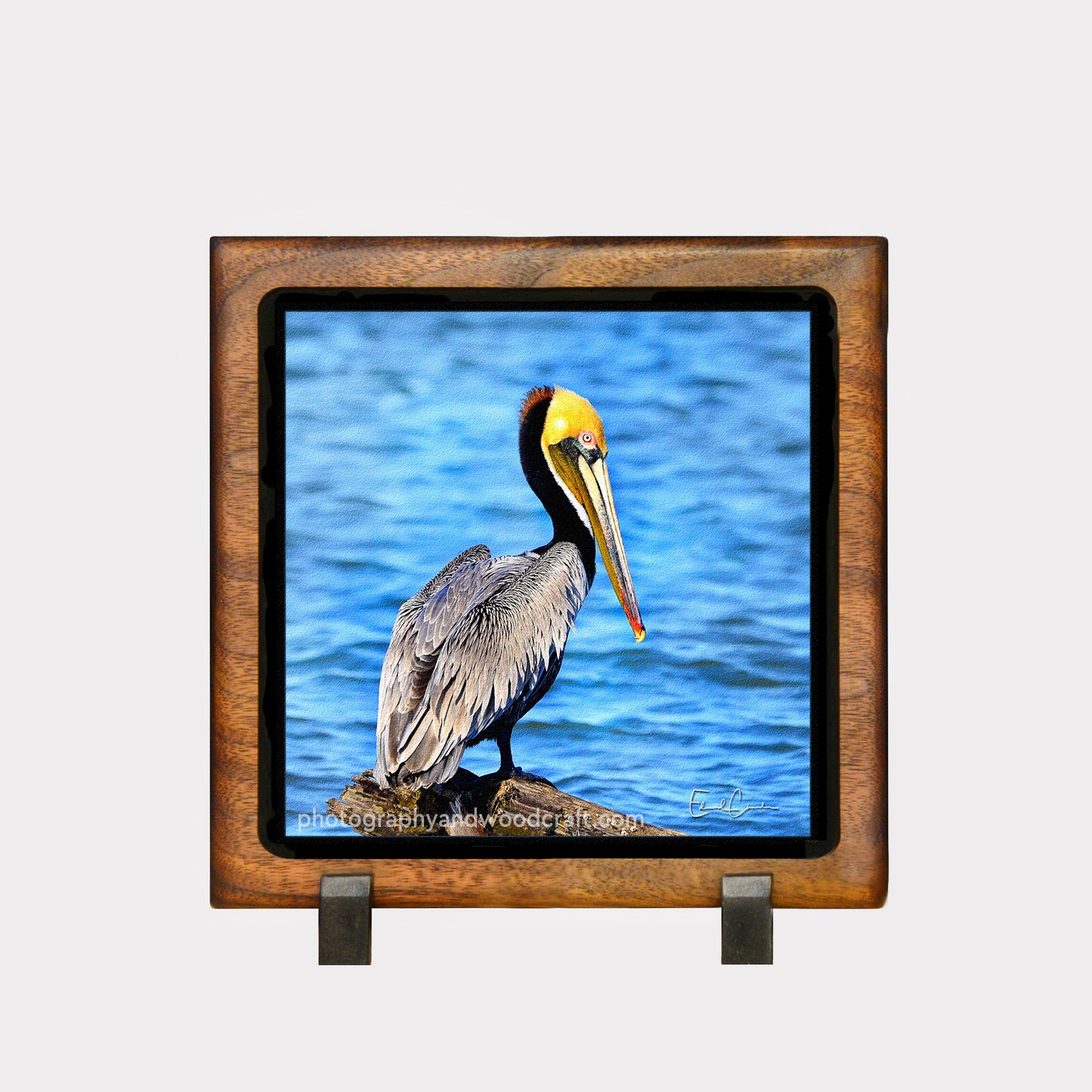 5" x 5" Pelican. Canvas Print in Solid Wood Floating Frame