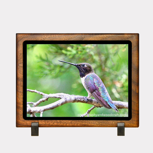 5" x 7" Black-chinned Hummingbird. Canvas Print in Solid Wood Floating Frame