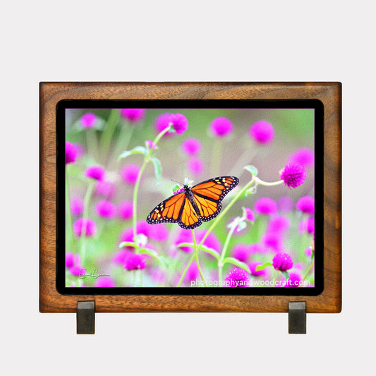5" x 7" Monarch Butterfly. Canvas Print in Solid Wood Floating Frame
