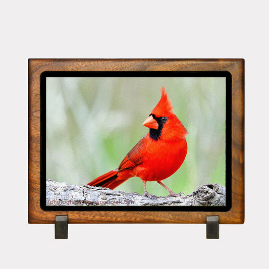 5" x 7" Cardinal. Canvas Print in Solid Wood Floating Frame