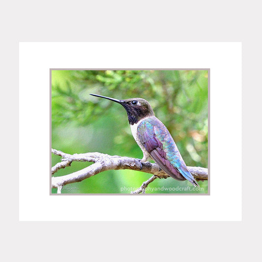 Black-Chinned Hummingbird (11"  x 14") Matted Canvas Print