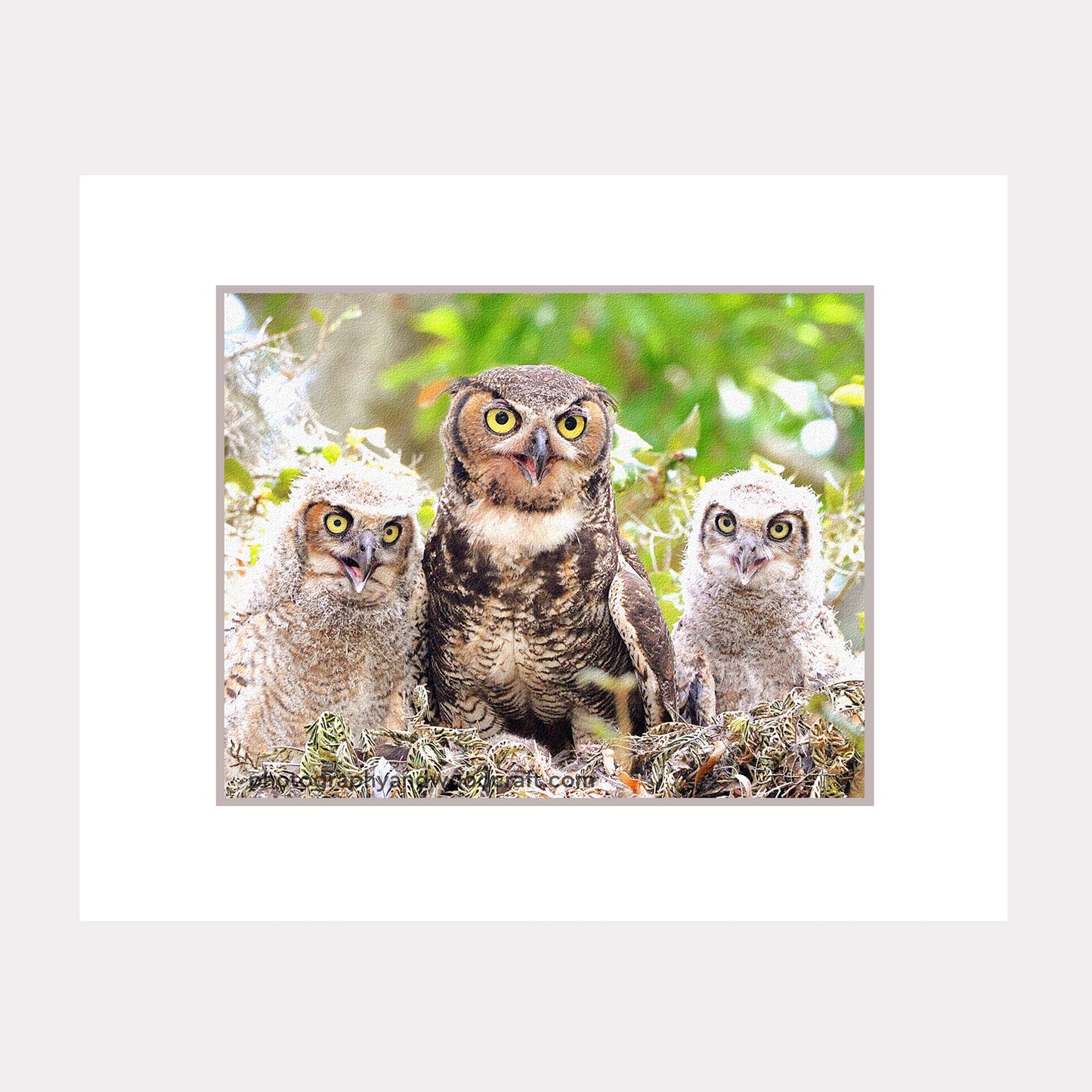 Horned Owl Family (11" x 14") Matted Canvas Print